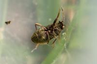 Stygnocoris fuligineus