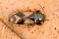 Megalonotus praetextatus