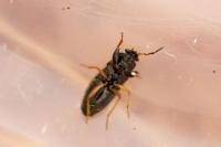 Megalonotus praetextatus