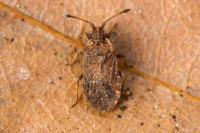 Bathysolen nubilus