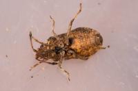 Bathysolen nubilus
