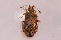 Bathysolen nubilus