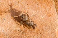 Asiraca clavicornis