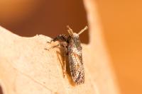 Asiraca clavicornis