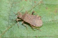 Ceraleptus gracilicornis