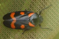 Cercopis sanguinolenta