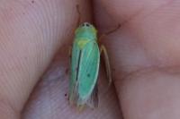 Cicadella viridis