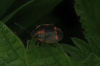 Eurydema oleracea