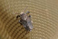 Asiraca clavicornis