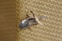 Asiraca clavicornis