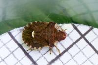 Dyroderes umbraculatus