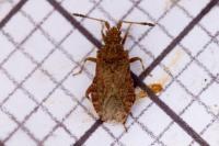 Arenocoris waltlii