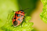 Eurydema ornata