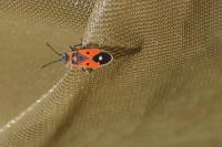 Melanocoryphus albomaculatus