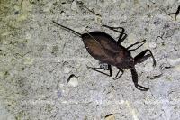 Nepa cinerea
