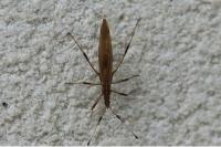 Berytinus minor