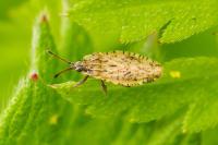 Tingis auriculata