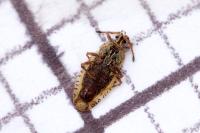 Tingis auriculata
