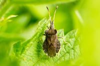 Enoplops scapha