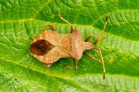 Coreus marginatus