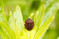Graphosoma italicum