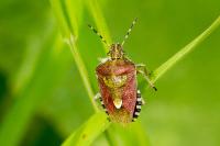 Dolycoris baccarum