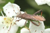 Camptopus lateralis