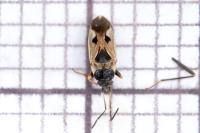 Rhyparochromus vulgaris