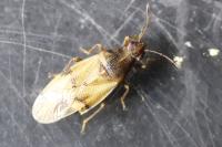 Cymus glandicolor