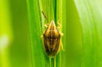 Aelia acuminata