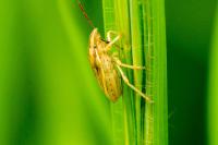 Aelia acuminata