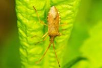 Gonocerus acuteangulatus