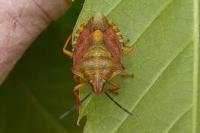 Carpocoris purpureipennis