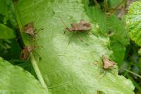 Coreus marginatus
