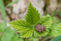 Graphosoma italicum