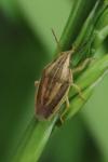 Aelia acuminata