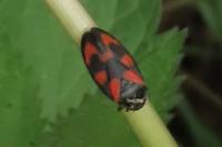 Cercopis vulnerata