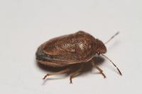 Neottiglossa leporina