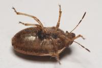 Neottiglossa leporina