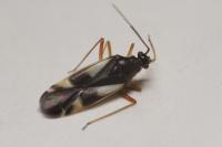 Dryophilocoris flavoquadrimaculatus