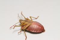 Palomena prasina