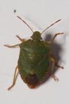 Palomena prasina