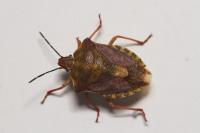 Carpocoris purpureipennis