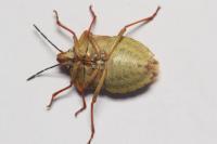 Carpocoris purpureipennis