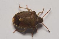 Dolycoris baccarum