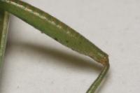 Stenodema laevigata
