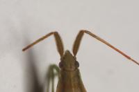 Stenodema laevigata