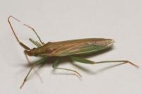 Stenodema laevigata