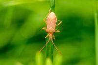Gonocerus acuteangulatus