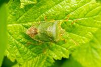 Palomena prasina